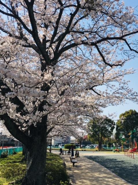 チューリップ咲きました✿